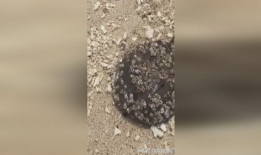 清理藤壶视频,藤壶清理视频深度解析