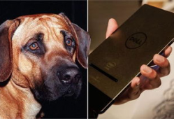 狗与狗交配视频,揭秘犬类交配行为