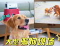 狗视频,视频里的萌宠瞬间