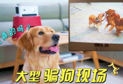 狗视频,视频里的萌宠瞬间
