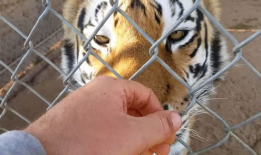 四虎免费视频,带你领略影视盛宴