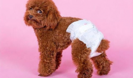 狗与狗交配视频,揭秘犬类交配行为