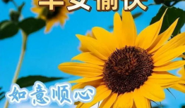 早上好视频,开启美好一天的心灵之旅