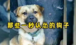 狗狗搞笑视频,萌宠界的欢乐喜剧